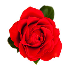Top View of Single Red Rose