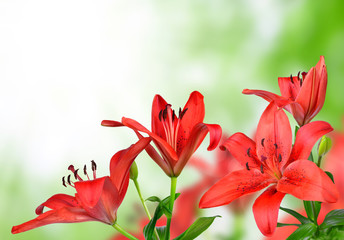 Lily on green background