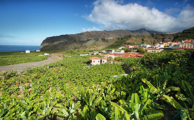 Banana plantation at Tazacorte, La Palma, Canary Islands © estivillml