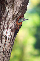 Green woodpecker chick protruding out of its nest hole