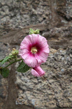 La fa&ccedil;ade en fleur.
