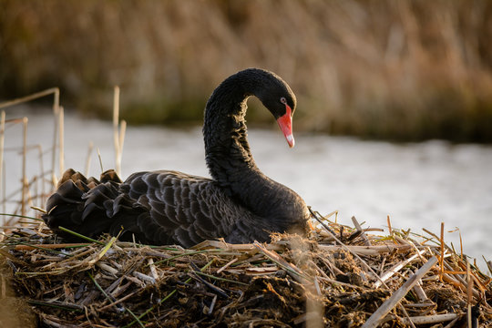 Black Swan (Cygnus atratus) on its nest.