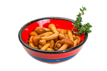 Armillaria