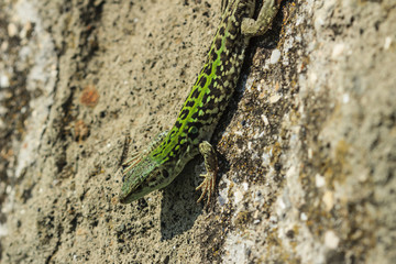 lizard on a rock in the field