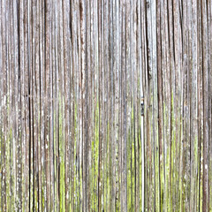Reeds background