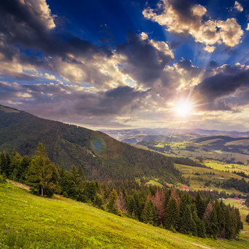 coniferous forest on a mountain slope at sunset