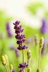 lavender flowers