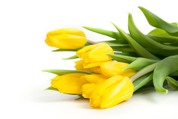 The bouquet of yellow tulips against white background