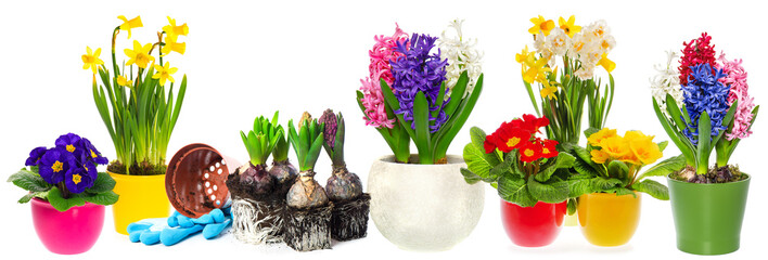 spring flowers hyacinth, narcissus and primroses