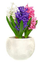 pink, blue and white hyacinth in pot