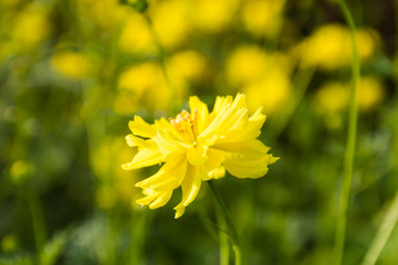 Obraz premium Beautiful yellow flowers