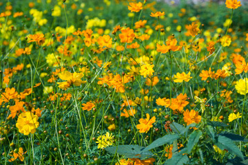 Beautiful yellow and orange flowers