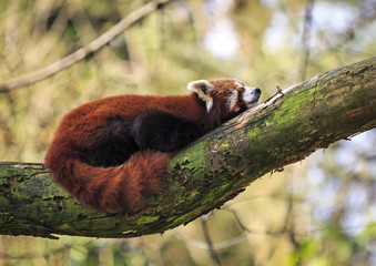 Red panda or Lesser panda (Ailurus fulgens) is resting on a tree