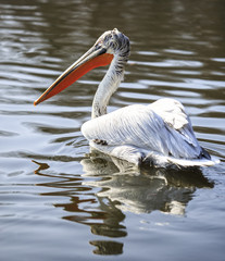 Pelican (Pelecanus onocrotalus) reflecting in pond water