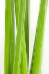 Fototapeta premium stalks of narcissus