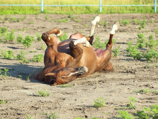 sorrel  arabian  horse in paddock