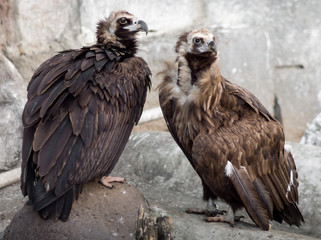 Eagles
