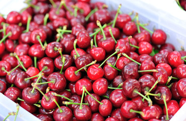 fresh cherry fruit in  basket