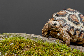 Leopard Tortoise