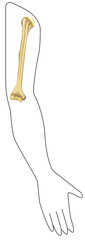 Anatomy of the Humerus in Situ