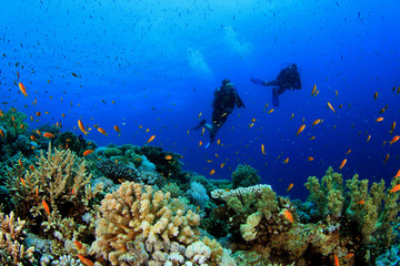 Naklejka na ściany i meble Scuba diving on coral reef