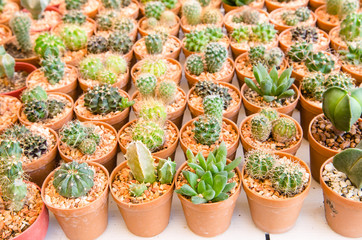 Cactus at the nursery