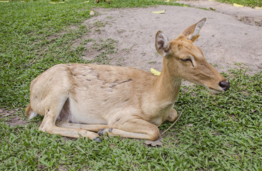 close-up Siamese Eld's deer (Cervus eldi)