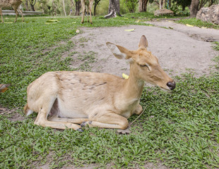 close-up Siamese Eld's deer (Cervus eldi)