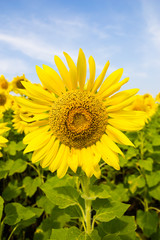 Fototapeta premium Sun Flower field
