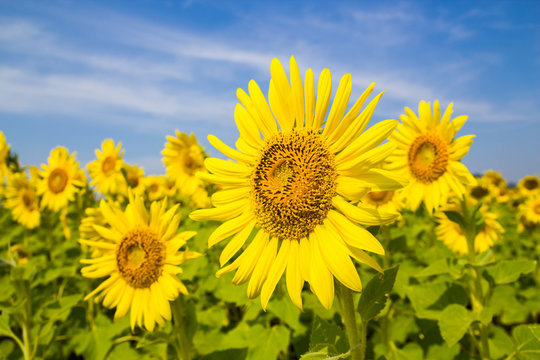 Sun Flower field