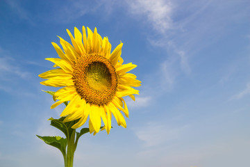 Sun Flower field