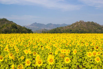 Fototapeta premium Sun Flower field