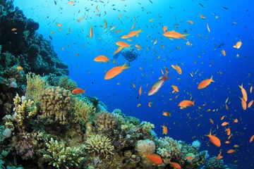 Printed kitchen splashbacks Diving Scuba diving on coral reef