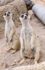 meerkat family