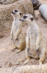 meerkat family