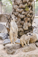 meerkat family
