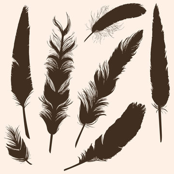 Vector Set of Plumage Silhouettes