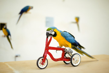 big colorful parrot riding on bicycle