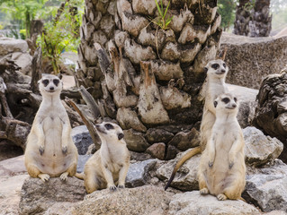meerkat family