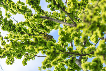 Fototapeta premium bird in a tree