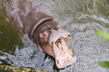 Hippo, Hippopotamus amphibius, open mouth wait for food.