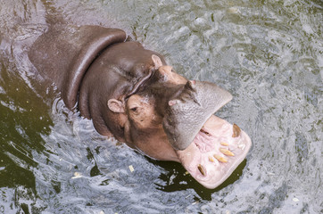 Hippo, Hippopotamus amphibius, open mouth wait for food.