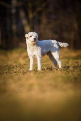 white schnauzer dog