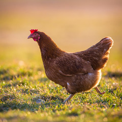 hen