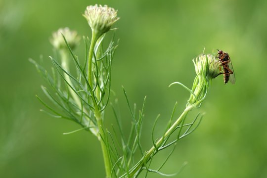 Tanzfliege auf Kamille / Tanzfliege on Chamomile