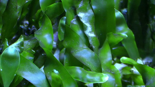 Algae in the sea water