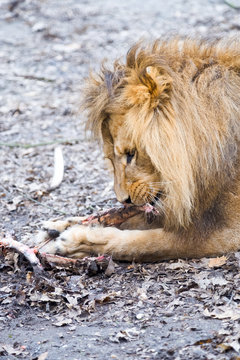 A lion eating a piece of meat.