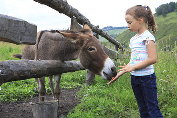 Little girl feeding donkey carrot.