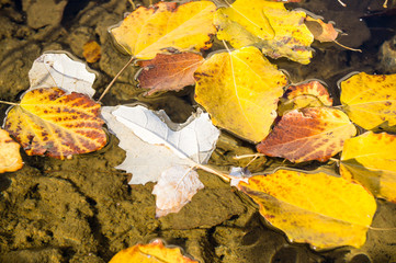 Autumn leaves on the water