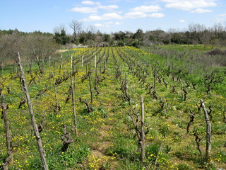 Fototapeta na wymiar A small scale wine vineyard in Croatia